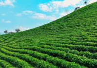 土地流转宣传稿