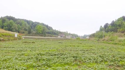 农村土地流转典型材料