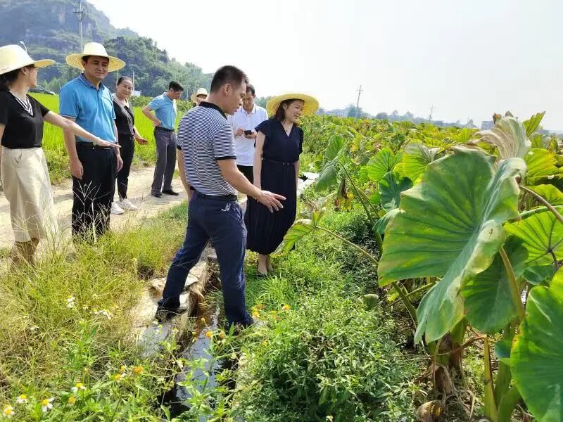 土地流转报道范文