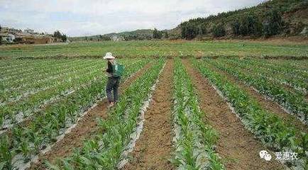农村土地流转经典案例