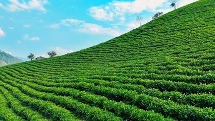 土地流转宣传稿